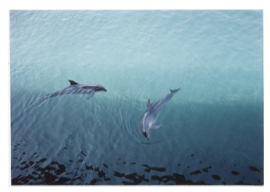 �ӂ���A�߂Â���